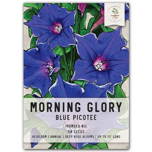 Blue Picotee Morning Glory Seeds For Planting (Ipomoea nil)