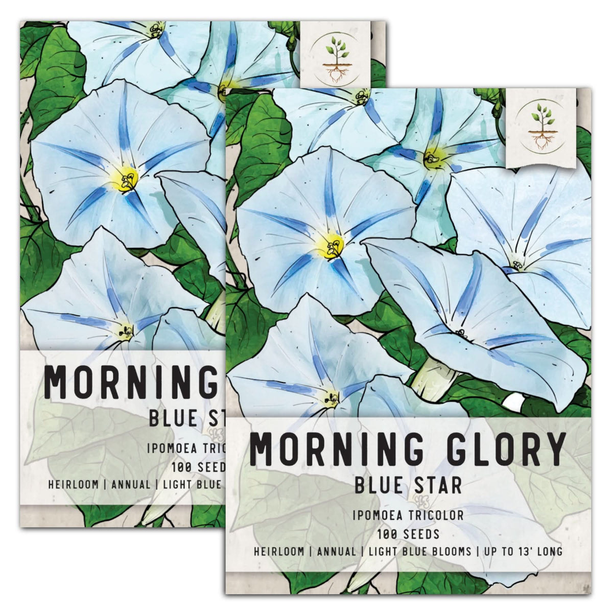 morning glory seeds trip report Blue Star Morning Glory Seeds For Planting