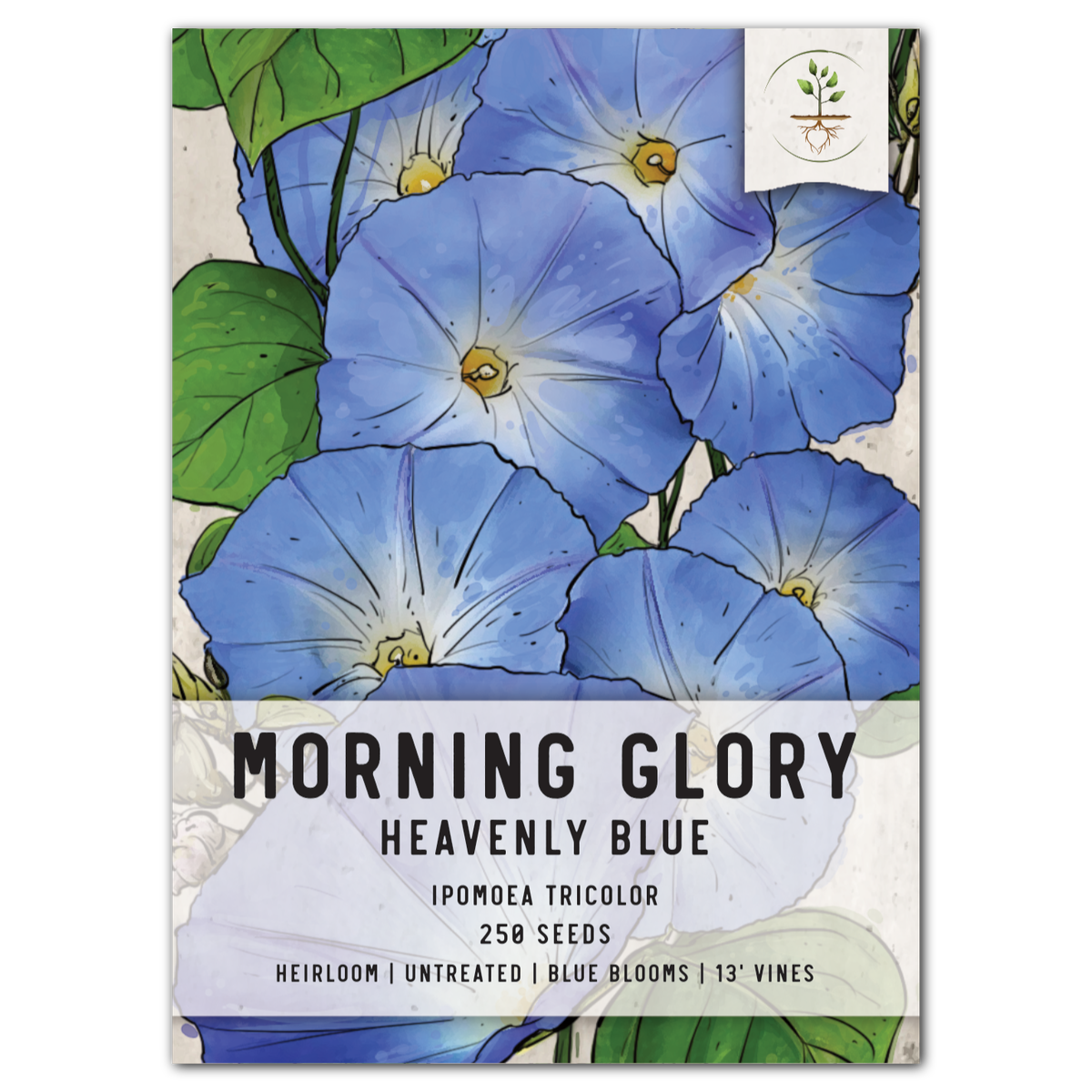 Heavenly Blue Morning Glory (Ipomoea tricolor) – Seed Needs LLC