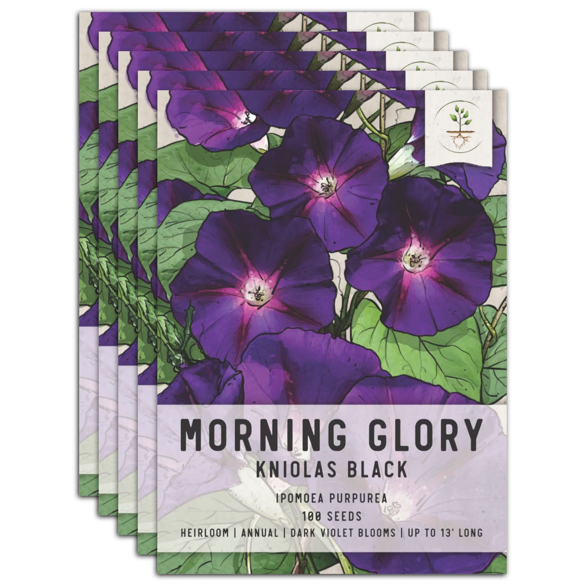 Black Kniolas Morning Glory Seeds For Planting (Ipomoea purpurea) – Seed  Needs LLC