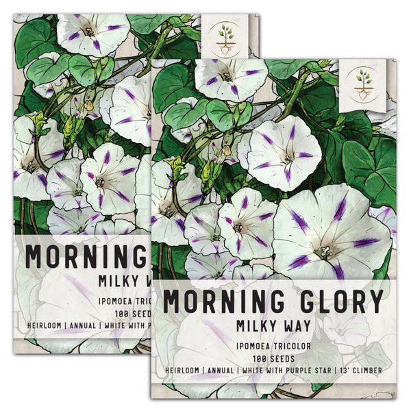 Milky Way Morning Glory Seeds For Planting (Ipomoea tricolor)