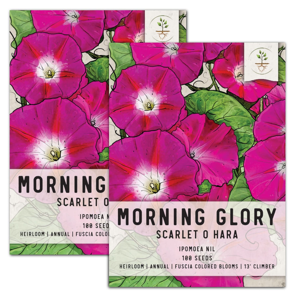morning glory seed effects Scarlet O Hara Morning Glory Seeds For Planting (Ipomoea nil) – Seed Needs LLC