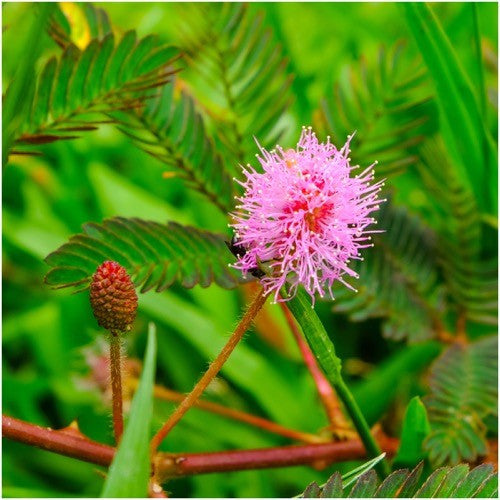 SENSITIVE PLANT MIMOSA PUDICA SEEDS FOR PLANTING