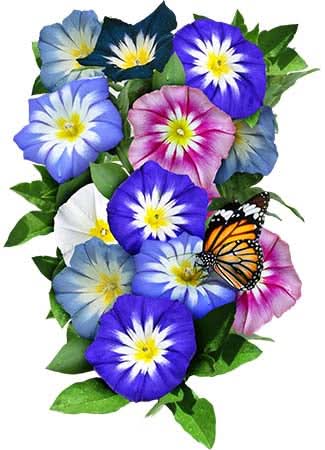 Morning Glory, Ensign Mixture (Convolvulus tricolor)