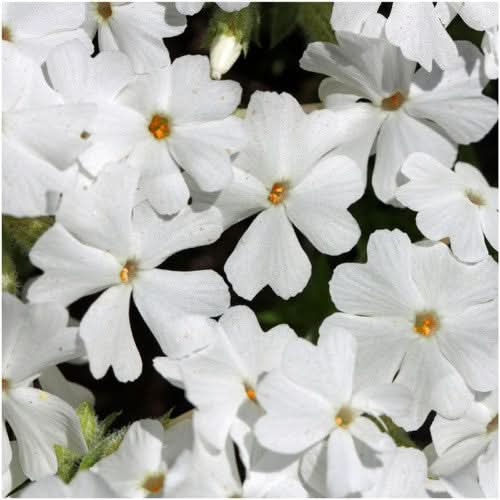 mountain phlox seeds for planting