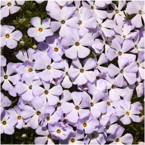 mountain phlox seeds for planting