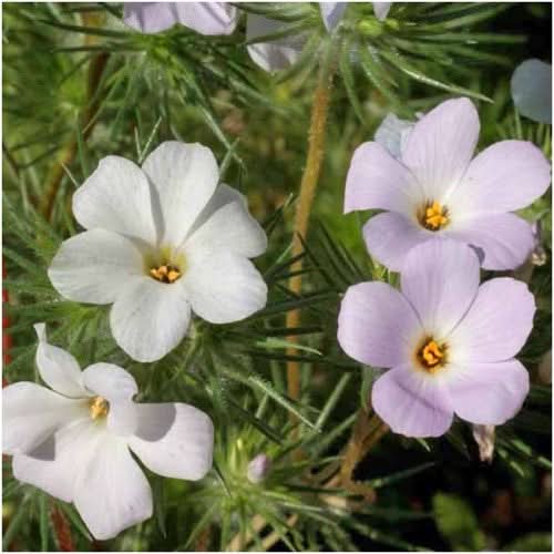 mountain phlox seeds for planting