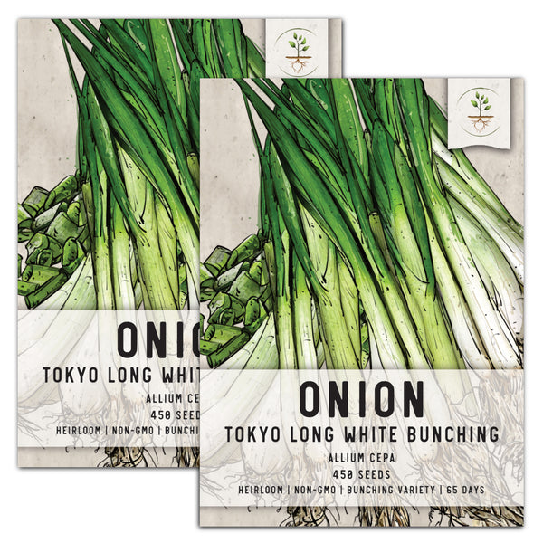 Tokyo Long White Bunching Onion (Allium cepa)