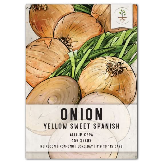 planting spanish onion seeds Yellow Sweet Spanish Onion Seeds For Planting (Allium cepa) Seed Needs – Seed Needs LLC