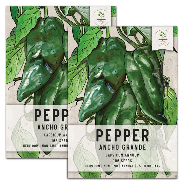 Ancho Grande Chili Pepper Seeds For Planting (Capsicum annuum)