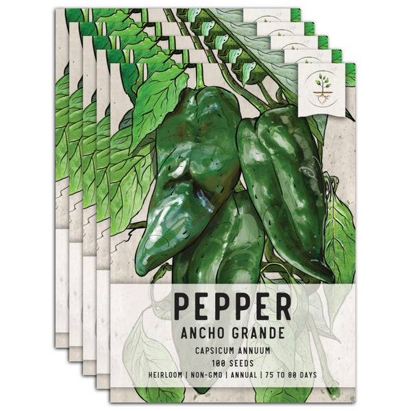 Ancho Grande Chili Pepper Seeds For Planting (Capsicum annuum)