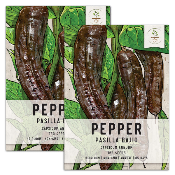 Pasilla Bajio Hot Pepper Seeds For Planting (Capsicum annuum)