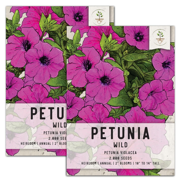Wild Petunia Seeds For Planting (Petunia violacea)