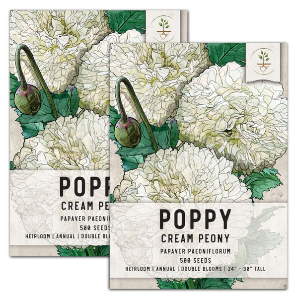 Cream Peony Poppy Seeds For Planting (Papaver paeoniflorum)