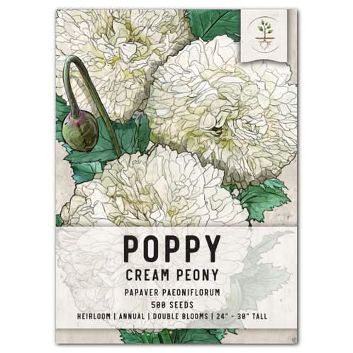 Cream Peony Poppy Seeds For Planting (Papaver paeoniflorum)  Seed Needs LLC