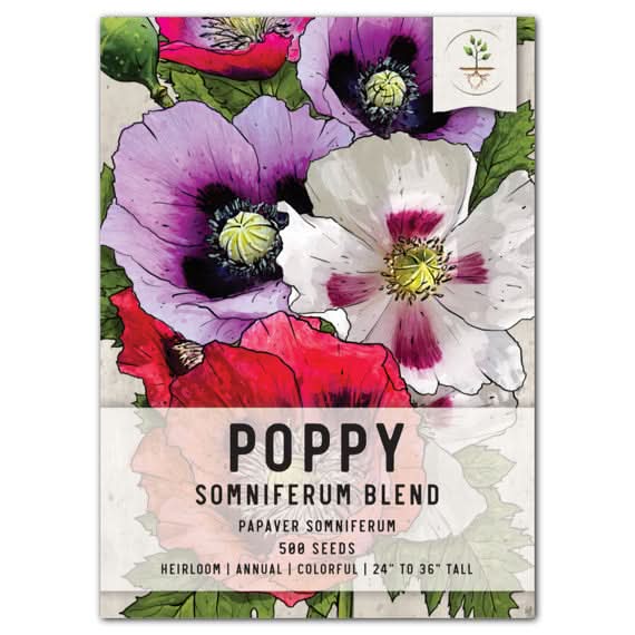 Mixed Somniferum Poppy Seeds For Planting