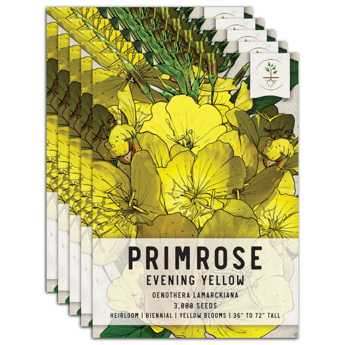 primrose flower seeds Evening Primrose Seeds For Planting (Oenothera lamarckiana) Seed Needs – Seed Needs LLC