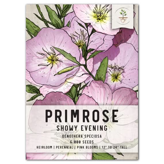 planting primrose seeds Showy Evening Primrose Seeds For Planting (Oenothera speciosa) – Seed Needs LLC