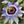royal blue passion passiflora seeds for planting