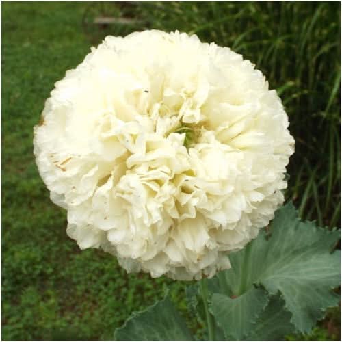 cream peony poppy