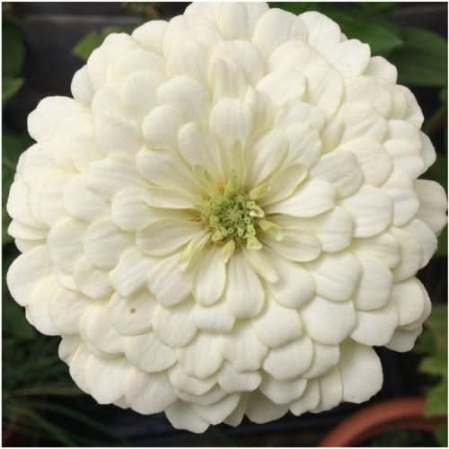 polar bear zinnia
