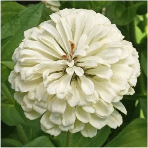 polar bear zinnia