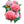 Pale Rose Peony Poppy Seeds For Planting (Papaver paeoniflorum)