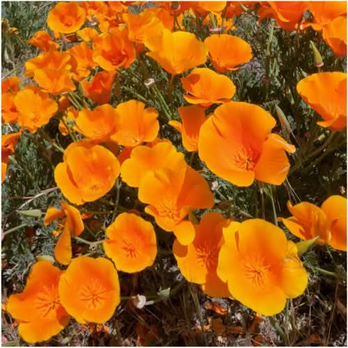Orange California Poppy