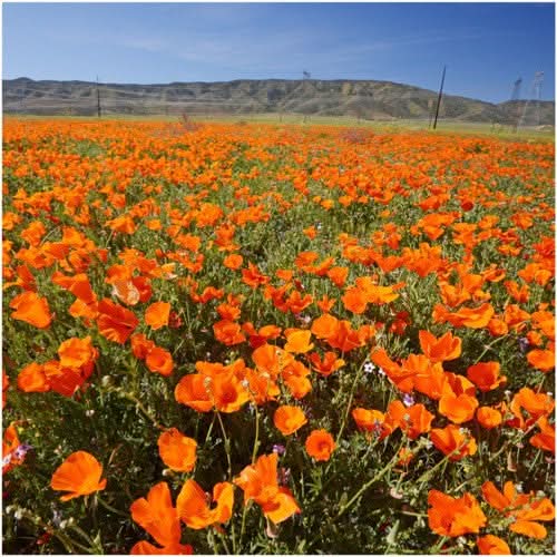 Orange California Poppy