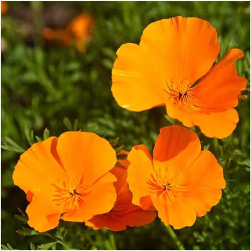 Orange California Poppy