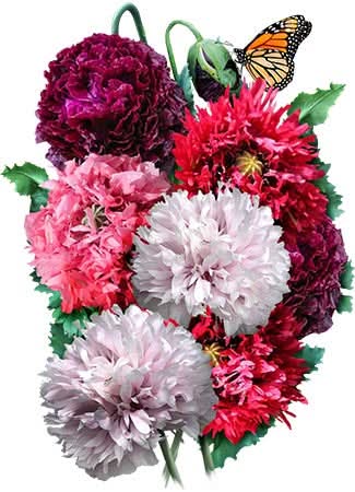 Double Blend Peony Poppy Seeds For Planting (Papaver paeoniflorum)
