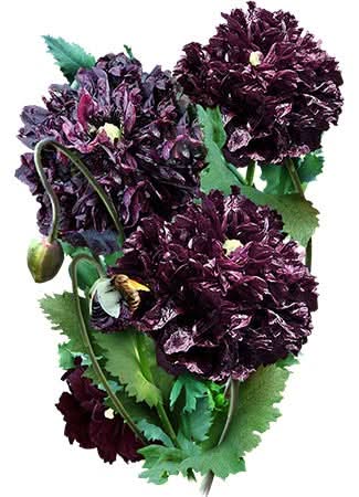 Black Peony Poppy Seeds For Planting (Papaver paeoniflorum)