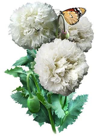 Cream Peony Poppy Seeds For Planting (Papaver paeoniflorum)