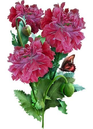 Salmon Peony Poppy Seeds For Planting (Papaver paeoniflorum)