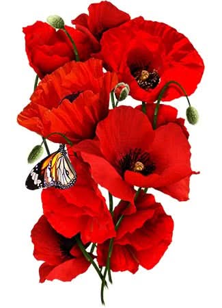 planting red corn poppy seeds Corn Poppy Seeds For Planting / Red Poppy (Papaver rhoeas) – Seed Needs LLC