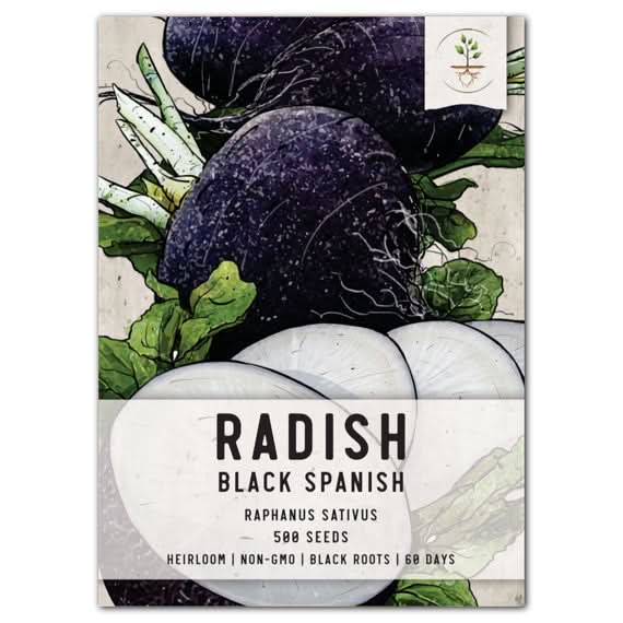 Black Spanish Radish Seeds For Planting (Raphanus sativus) Seed Needs – Seed  Needs LLC