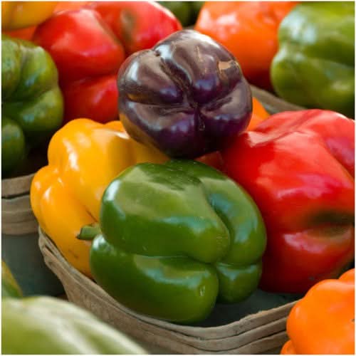 rainbow blend bell pepper seeds for planting