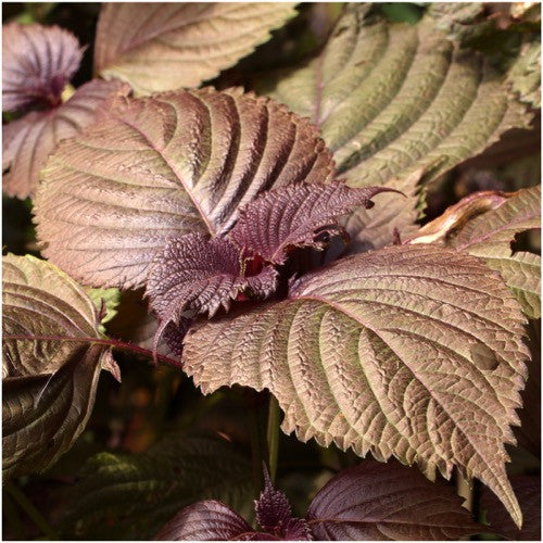 red shiso herb seeds for planting