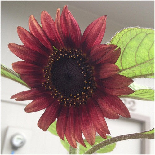 red sun sunflower seeds for planting