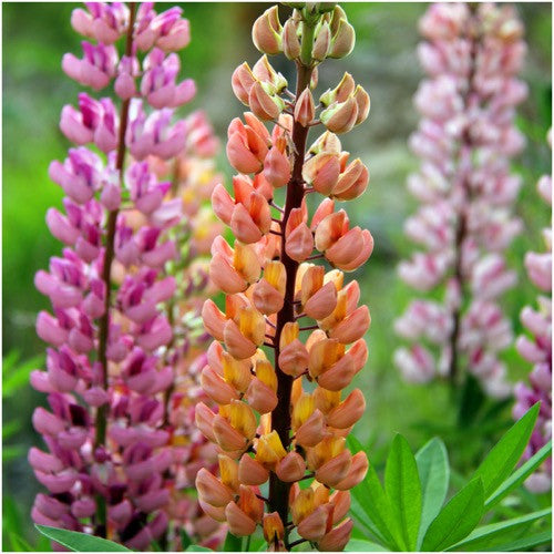 Lupine Russell Seeds For Planting