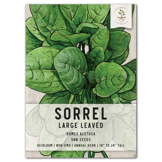 sorrel seeds for planting Large Leaf Sorrel Seeds For Planting (Rumex acetosa) Seed Needs – Seed Needs LLC