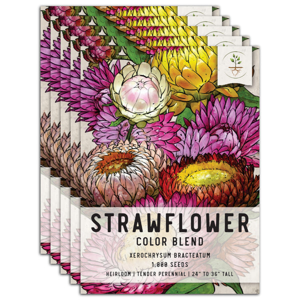 Strawflower Seed Mixture (Helichrysum bracteatum)