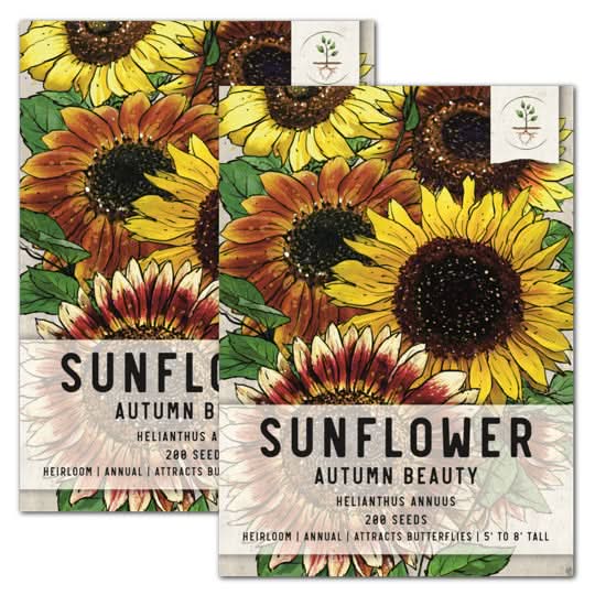 Autumn Beauty Sunflower Seeds For Planting (Helianthus annuus) – Seed Needs  LLC