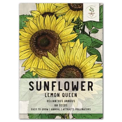 v rising flower seeds Lemon Queen Sunflower Seed For Planting (Helianthus annuus) Seed Needs –  Seed Needs LLC
