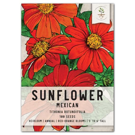 heirloom sunflower seeds for planting Mexican Sunflower Seed For Planting (Tithonia rotundifolia) Seed Needs – Seed Needs LLC