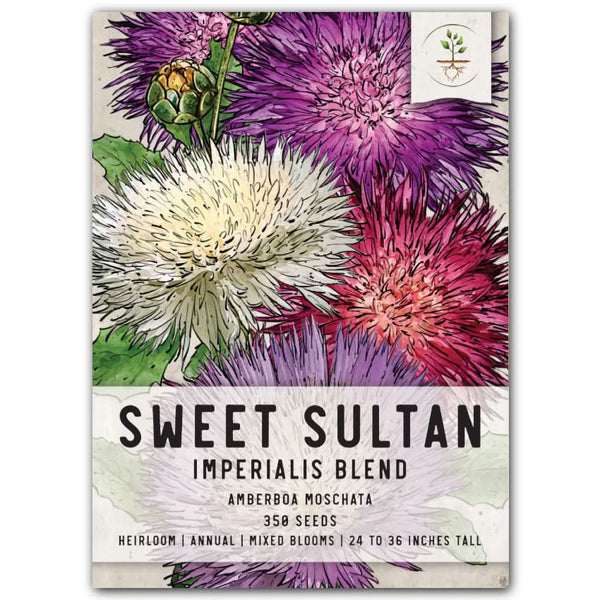 Sweet Sultan, Imperialis Mixture (Amberboa moschata)