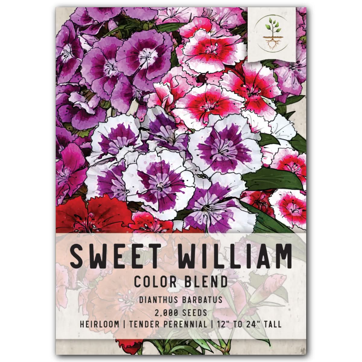 sweet william from seed to flower Sweet William Wildflower Seeds For Planting (Dianthus barbatus) – Seed  Needs LLC