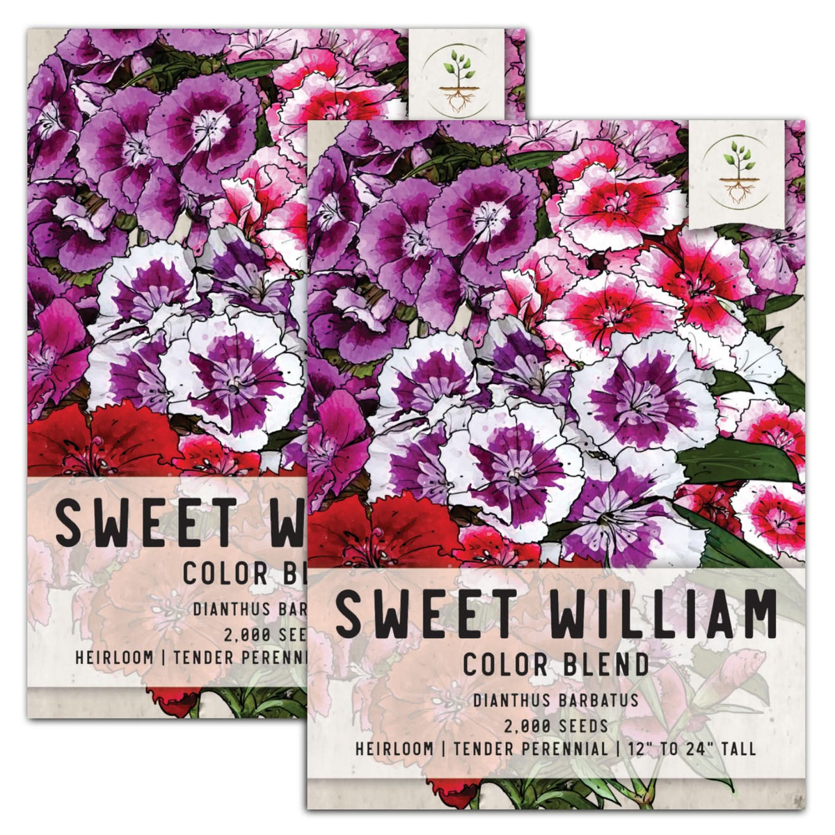 dianthus flower seeds Sweet William Wildflower Seeds For Planting (Dianthus barbatus) – Seed Needs LLC