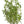 Summer Savory Herb Seeds For Planting (Satureja hortensis)