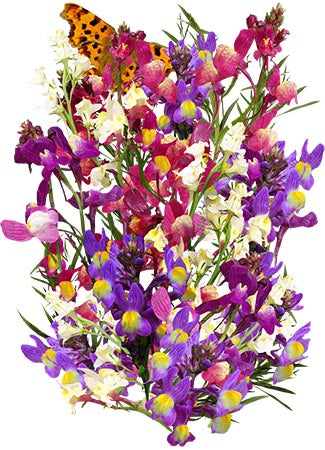 fairy bouquet snapdragon seeds for planting